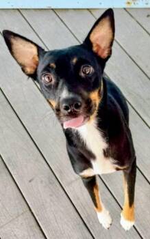 Angelina -  Mixed Breed Dog for Adoption in St. Augustine, Florida - Angelina | PetCurious