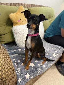 Jethro -  Miniature Pinscher Dog for Adoption in Key West, Florida - Jethro | PetCurious