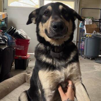 Bohdi -  German Shepherd Dog Dog for Adoption in Sequatchie, Tennessee - Bohdi | PetCurious