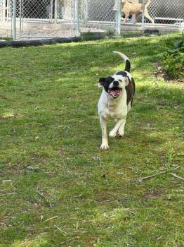 Pit Bull Terrier and Mixed Breed Dogs Available for Adoption in Spruce Pine, North Carolina - Weasel | PetCurious