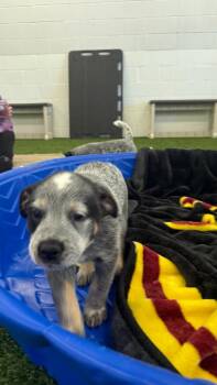 Drover -  Australian Cattle Dog Blue Heeler and Cattle Dog Dog for Adoption in Phoenix, Arizona - Drover | PetCurious