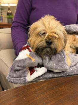 Shih Tzu Dogs Available for Adoption in Tifton, Georgia - Lola | PetCurious