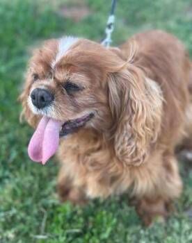Cavalier King Charles Spaniel Dogs Available for Adoption - Melody Rose (Rosie) | PetCurious