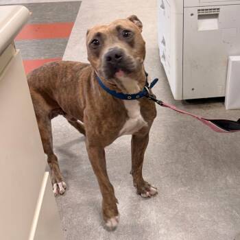 Taj -  Mixed Breed Dog for Adoption in Philadelphia, Pennsylvania - Taj | PetCurious