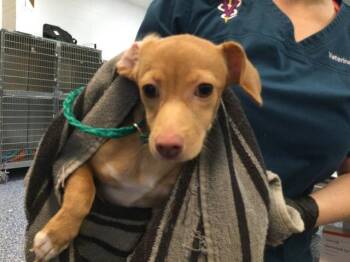 A1921958 -  Chihuahua Dog for Adoption in Thousand Palms, California - A1921958 | PetCurious