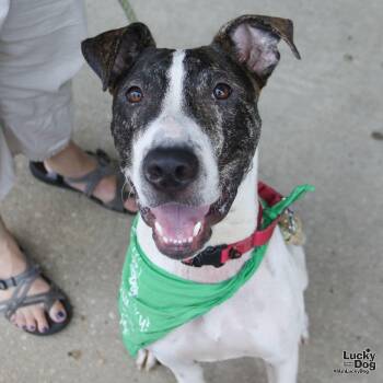 Gus -  Shepherd Dog for Adoption in Washington, District Of Columbia - Gus | PetCurious