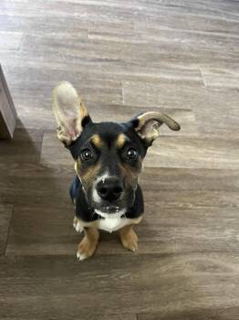 Shepherd Dogs Available for Adoption in Snyder, Texas - Violet | PetCurious