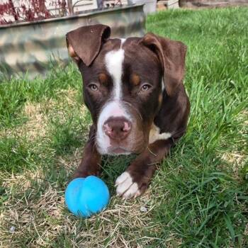 Pit Bull Terrier Dogs Available for Adoption in Dayton, Ohio - Hammy | PetCurious