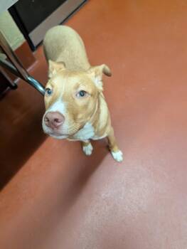 Woody -  Mixed Breed Dog for Adoption in Douglasville, Georgia - Woody | PetCurious