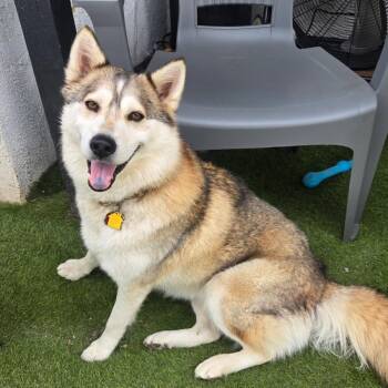 Husky Dogs Available for Adoption in San Diego, California - Loba | PetCurious