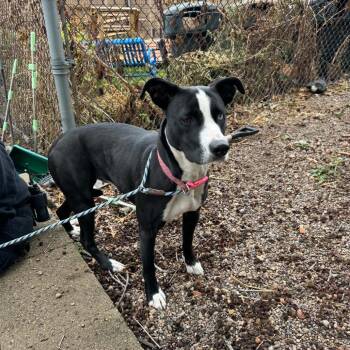 Miracle D12635 -  Pit Bull Terrier and Husky Dog for Adoption - Miracle D12635 | PetCurious