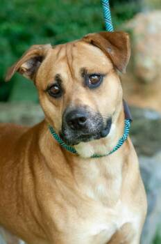 Roan -  Shepherd Dog for Adoption in Johnson City, Tennessee - Roan | PetCurious