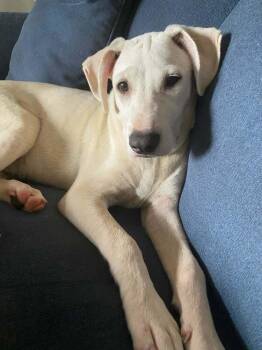 Finn -  Labrador Retriever and Mixed Breed Dog for Adoption in West Peoria, Illinois - Finn | PetCurious