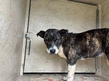 Pit Bull Terrier and Labrador Retriever Dogs Available for Adoption in Oklahoma City, Oklahoma - BRINDY | PetCurious