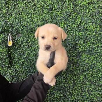 Australian Cattle Dog Blue Heeler and Mixed Breed Dogs Available for Adoption in El Paso, Texas - 60790262 | PetCurious