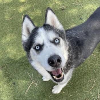 Rescue Husky Dogs for Adoption in Flagstaff, Arizona - Orion | PetCurious