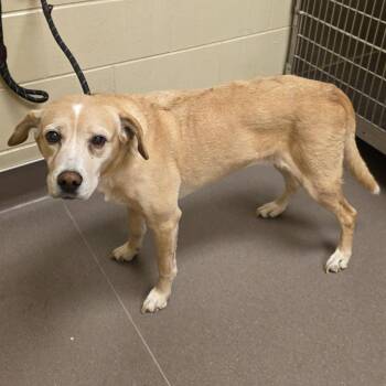 Gabby -  Labrador Retriever Dog for Adoption in Norman, Oklahoma - Gabby | PetCurious