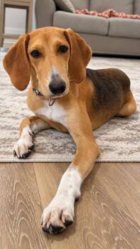 Honey -  Coonhound and Beagle Dog for Adoption in Nahunta, Georgia - Honey | PetCurious