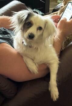 Papillon and Chihuahua Dogs Available for Adoption in Libertyville, Illinois - Odis | PetCurious