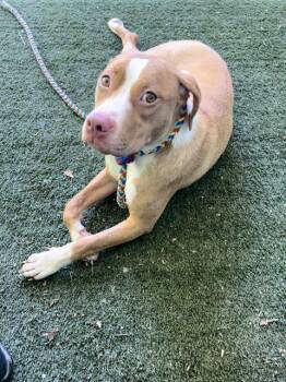 Pit Bull Terrier Dogs Available for Adoption in Charlotte, North Carolina - ATHERTON | PetCurious