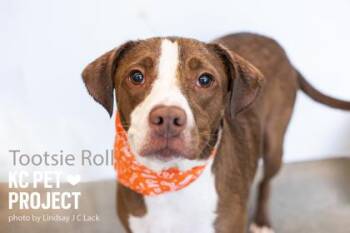 Tootsie Roll -  Mixed Breed Dog for Adoption in Kansas City, Missouri - Tootsie Roll | PetCurious