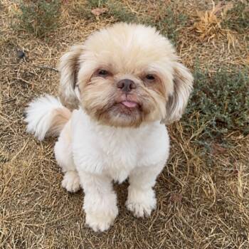 Dot -  Shih Tzu Dog for Adoption in Pelham, New Hampshire - Dot | PetCurious