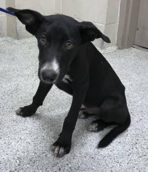 Rescue Greyhound and Mixed Breed Dogs for Adoption in Conroe, Texas - A418108 | PetCurious