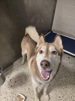 Tyrogue -  Siberian Husky and Mixed Breed Dog for Adoption in Atlanta, Georgia - Tyrogue | PetCurious