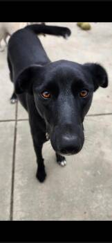 Rescue Labrador Retriever and Border Collie Dogs for Adoption in Villa Park, California - Sally | PetCurious
