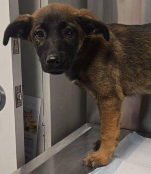 Missy -  Shepherd and Mixed Breed Dog for Adoption in Fresno, California - Missy | PetCurious