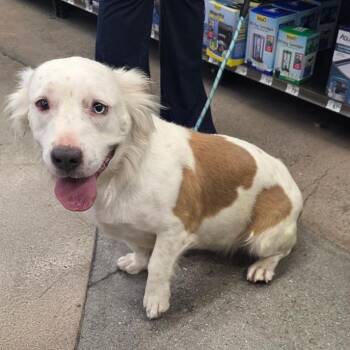Bella Urbina -  Pit Bull Terrier Dog for Adoption in Las Vegas, Nevada - Bella Urbina | PetCurious