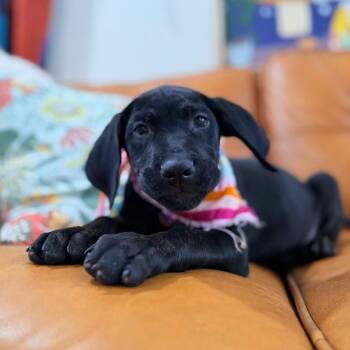 Lily Mae Bay -  Labrador Retriever and Black Labrador Retriever Dog for Adoption in Friendswood, Texas - Lily Mae Bay | PetCurious