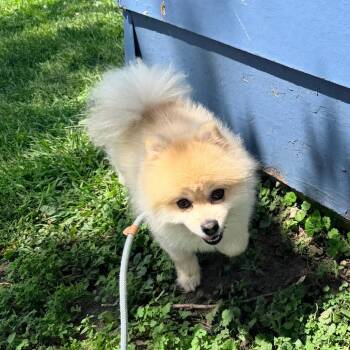 Gus -  Pomeranian and Mixed Breed Dog for Adoption - Gus | PetCurious