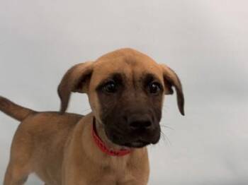 Chiffon -  Shepherd and Mixed Breed Dog for Adoption in Golden Valley, Minnesota - Chiffon | PetCurious