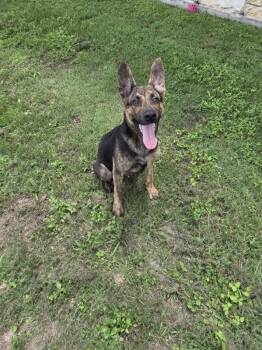 Shepherd Dogs Available for Adoption in Schertz, Texas - Latke | PetCurious