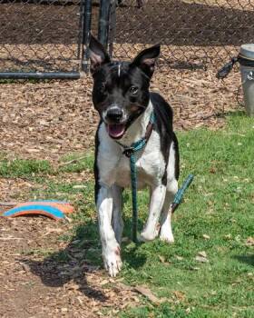 Finch -  Mixed Breed Dog for Adoption in Chamblee, Georgia - Finch | PetCurious