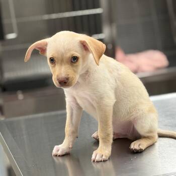 TXAC-Stray-20007 -  Yellow Labrador Retriever Dog for Adoption in Portland, Texas - TXAC-Stray-20007 | PetCurious