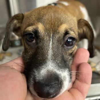 Buddy -  Jack Russell Terrier and Chihuahua Dog for Adoption in Uniontown, Pennsylvania - Buddy | PetCurious