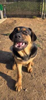 Mixed Breed Dogs Available for Adoption in Sevierville, Tennessee - Clay | PetCurious