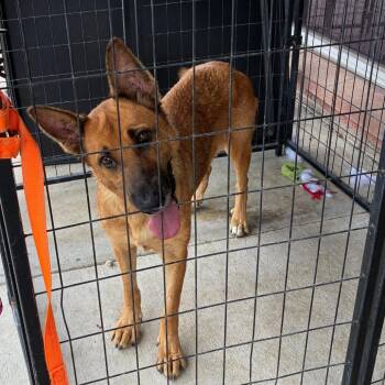 Sally -  German Shepherd Dog Dog for Adoption in Hagerstown, Maryland - Sally | PetCurious
