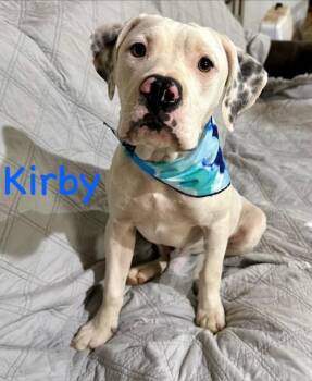 Kirby -  Boxer Dog for Adoption in Zimmerman, Minnesota - Kirby | PetCurious