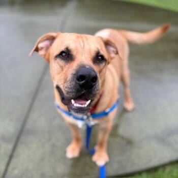 Rescue Mastiff and Chow Chow Dogs for Adoption in Boston, Massachusetts - ALEX | PetCurious