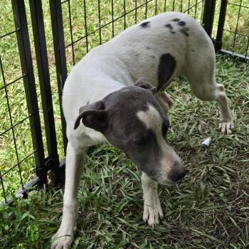 Labrador Retriever and Pit Bull Terrier Dogs Available for Adoption in Waggaman, Louisiana - Bandito | PetCurious