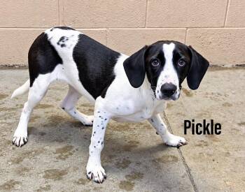 Pickle -  Hound and Labrador Retriever Dog for Adoption in Clearfield, Kentucky - Pickle | PetCurious