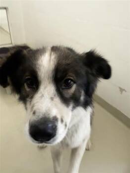 WINSTON -  Husky and Mixed Breed Dog for Adoption in Fremont, California - WINSTON | PetCurious