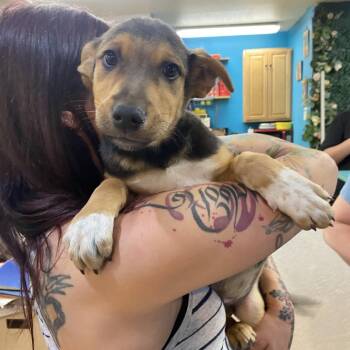 Australian Cattle Dog Blue Heeler and Mixed Breed Dogs Available for Adoption in Grand Junction, Colorado - Cruiser | PetCurious