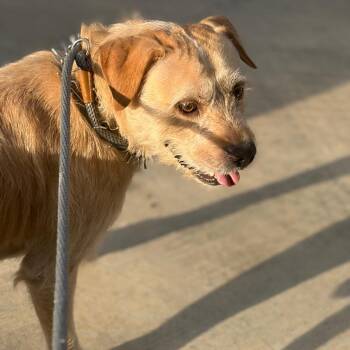 TXAC-Stray-20138 -  Terrier Dog for Adoption in Portland, Texas - TXAC-Stray-20138 | PetCurious