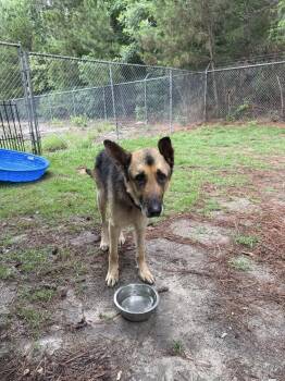 Boss -  German Shepherd Dog Dog for Adoption in Beech Island, South Carolina - Boss | PetCurious