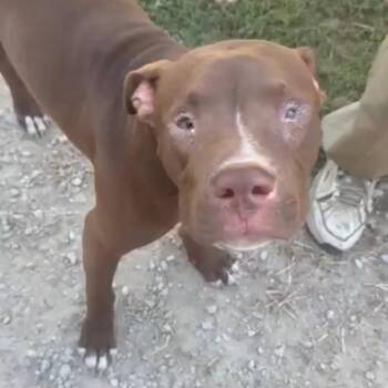 Corky -  Pit Bull Terrier and English Bulldog Dog for Adoption in East St. Louis, Illinois - Corky | PetCurious