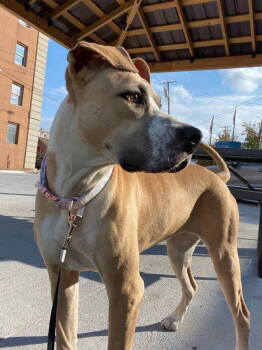 Rescue Boxer Dogs for Adoption in Anabel, Missouri - Lacey | PetCurious
